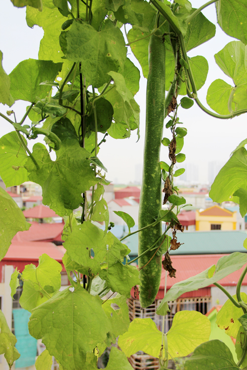 Do nằm trên mái tầng 5 nên khu vườn hoàn toàn không có chuột. Nếu nhìn từ trên cao hoặc từ nhà hàng xóm, mái nhà chị Hiền nổi bật nhờ màu xanh rau lá giữa bạt ngàn mái tôn xanh đỏ.