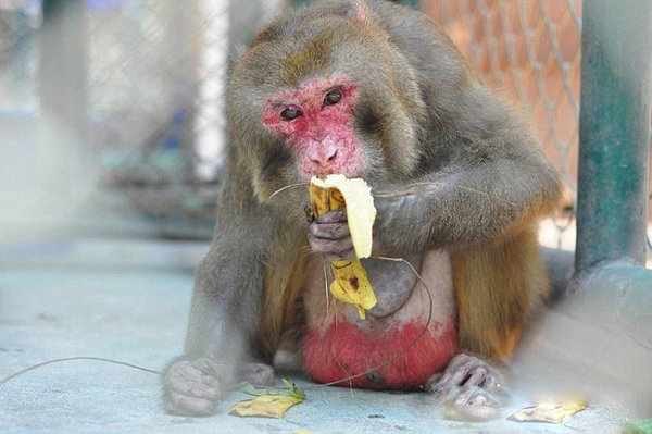 
Sau vài ngày được các nhân viên bảo vệ động vật chăm sóc tận tình, hiện tại sức khỏe của chú khỉ tội nghiệp đã có những chuyển biến tích cực.
