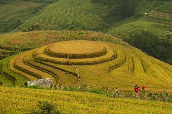 
Ruộng bậc thang hình mâm xôi thuộc xã La Pán Tẩn là địa danh rất hấp dẫn đối với các du khách.
