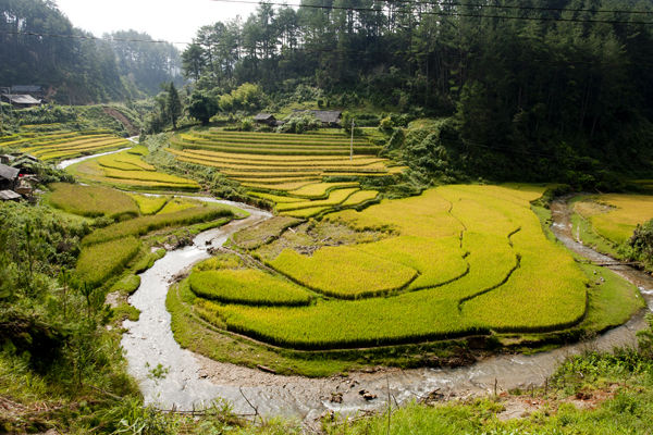 
Ruộng bậc thang chủ yếu do người Mông khai khẩn ở những quả đồi thấp, độ dốc vừa phải, có thể tận dụng được cả nước mưa và nước suối để canh tác.
