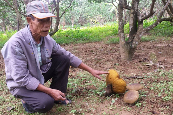 Ông Nguyễn Phước Quang cho hay, mỗi cây nấm từ lúc mọc lên cho tới lúc tàn phải mất gần 1 tháng.     Ảnh: Đ.Hoàng