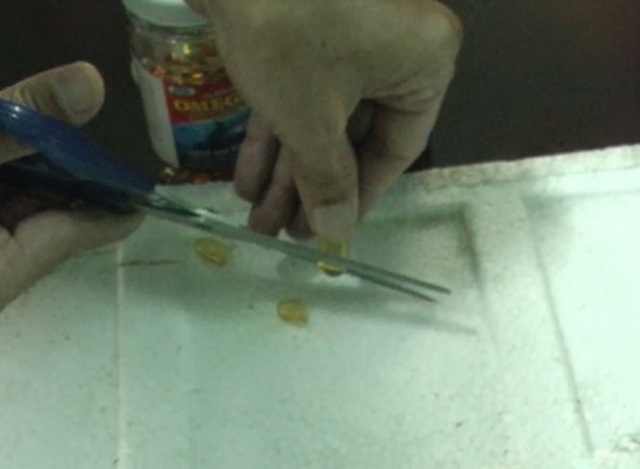 
Chi cục ATVSTP tiến hành cắt viên dầu cá thử nghiệm trên miếng xốp - Ảnh: Trần Mai
