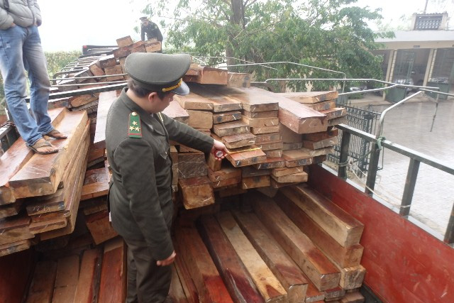 Cán bộ kiểm lâm đang kiểm tra số gỗ vi phạm