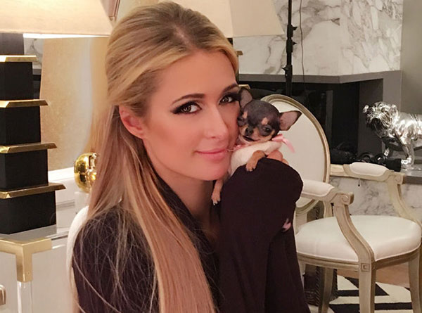 Paris Hilton khoe con chihuahua mới.