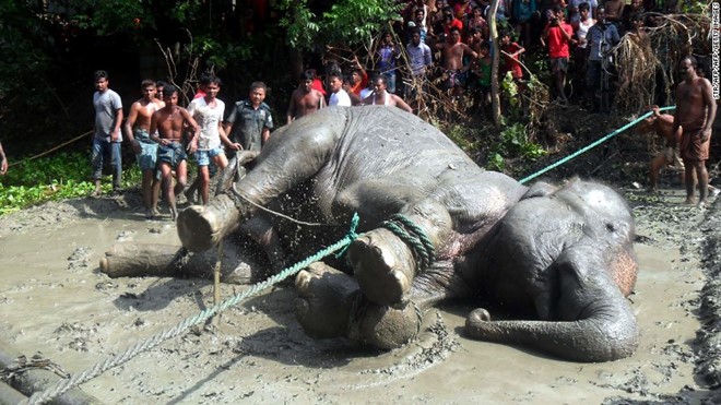 
Con voi nằm tr&ecirc;n mặt đất sau khi su&yacute;t chết đuối. Ảnh: AFP/Getty.
