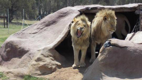 
Cậu bé bị hai con sư tử ở vườn thú tấn công. Ảnh minh họa: The Times
