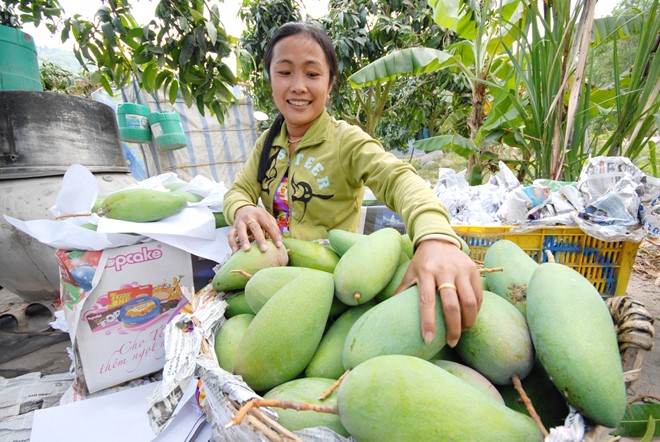 
Xoài 3 màu được thương lái vào vườn thu mua với giá cao. Ảnh: Ngọc Trinh
