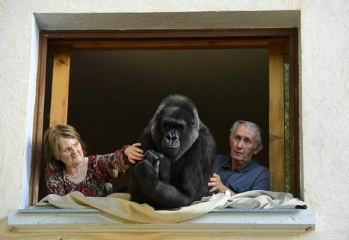 
Ông Pierre và bà Eliane Thivilon đã nuôi con khỉ đột Digit 18 năm. Ảnh: AFP
