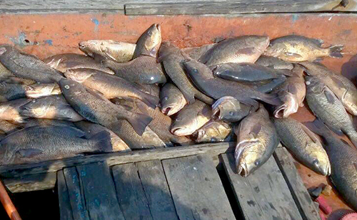
Hiện tượng cá chết hàng loạt diễn ra tại 4 tỉnh miền Trung từ tháng 4. Ảnh: Đức Hùng. 
