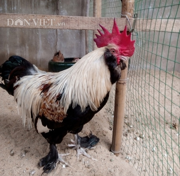 
Cận cảnh một chú gà Brahma hay còn gọi là gà kỳ lân trưởng thành có giá lên đến trên dưới 25 triệu đồng/con đang được nuôi trong trang trại của anh Phước

