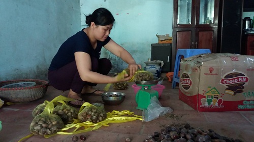 Chị Thủy đang phân loại và đóng gói hạt dẻ chuẩn bị gửi hàng cho khách. Ảnh:Hồng Vân
