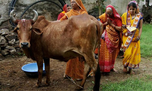 
Giết bò lấy thịt bị cấm ở khu vực Mewat, bang Haryana, Ấn Độ. Ảnh: Reuters
