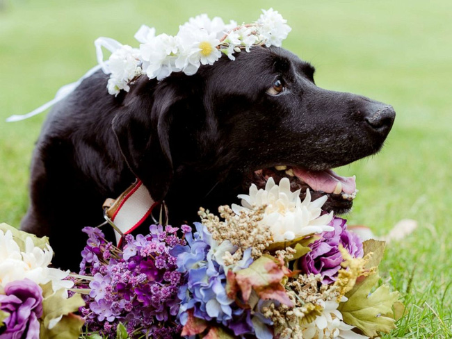 
Hình ảnh chú chó Charlie với ánh mắt tinh anh trong ngày hôn lễ của cô chủ Kelly, mặc dù lúc này Charlie đang bệnh rất nặng.
