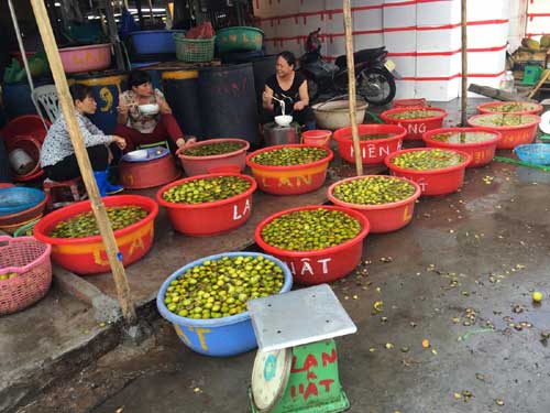 Hồng Lạng Sơn được dân buôn ngâm trong chậu nước cho hết vị chát