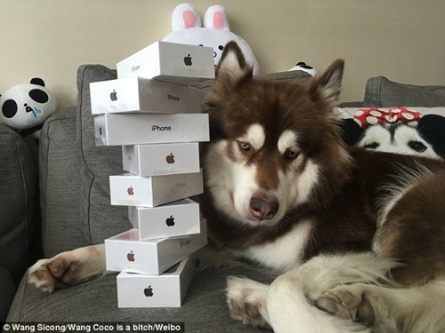 
Cô chó giống Alaskan có tên Vương Coco này vừa được cậu chủ - thiếu gia Vương Tư Thông mua tặng 8 chiếc iPhone 7 sang chảnh, có giá khoảng hơn 1.000 USD/cái.
