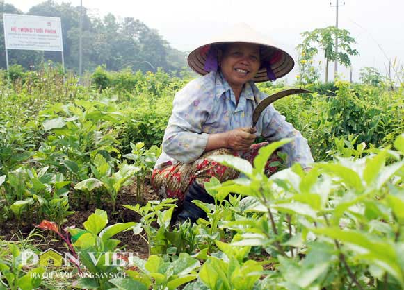 Các hộ dân ở Lương Sơn tham gia đều cam kết không sử dụng thuốc trừ sâu, giống biến đổi gen, phân bón hoá học. Ảnh: L.S