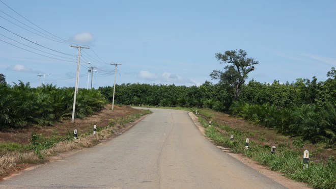 Hàng chục nghìn héc-ta cao su xen lẫn cọ dừa dài tít tắp của Tập đoàn Hoàng Anh Gia Lai nằm dọc 2 bên đường nối vào trung tâm tỉnh lỵ Appateu, Lào