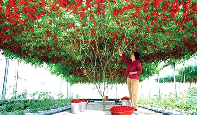 Phát triển từ một gốc và lan rộng trên một giàn lớn, “cà chua bạch tuộc” là giống cây lai và có thể cho thu hoạch tới hàng chục nghìn quả mỗi vụ.