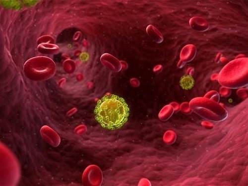 Virus HIV xâm nhập vào máu. Ảnh: Telegraph.