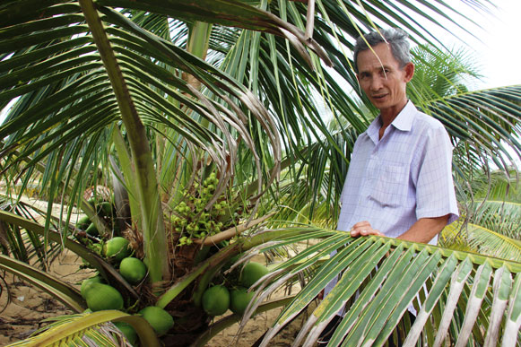 Ông Nguyễn Văn Dậu bên cây dừa xiêm lùn da xanh trĩu quả. Ảnh: Dũ Tuấn
