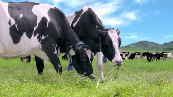 Sữa bò chỉ phù hợp với sự phát triển của bò con, không cần thiết cho con người.