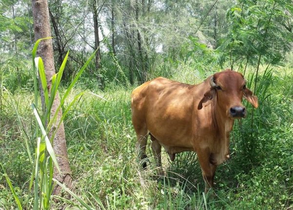 
Con bò hoang duy nhất trên đảo Coney. (Ảnh: NParks)
