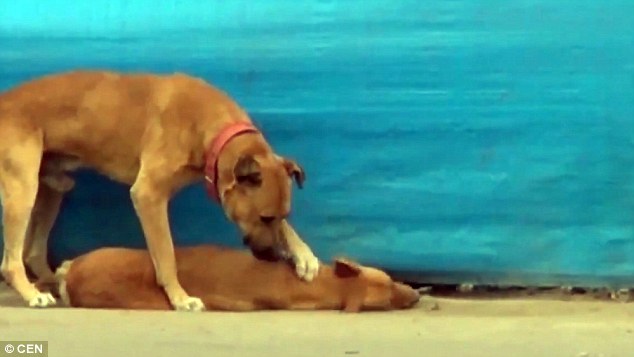 
Chú chó còn sống liên tục dùng chân cào lên mình của người bạn đã chết, với hi vọng bạn mình sẽ tỉnh dậy.
