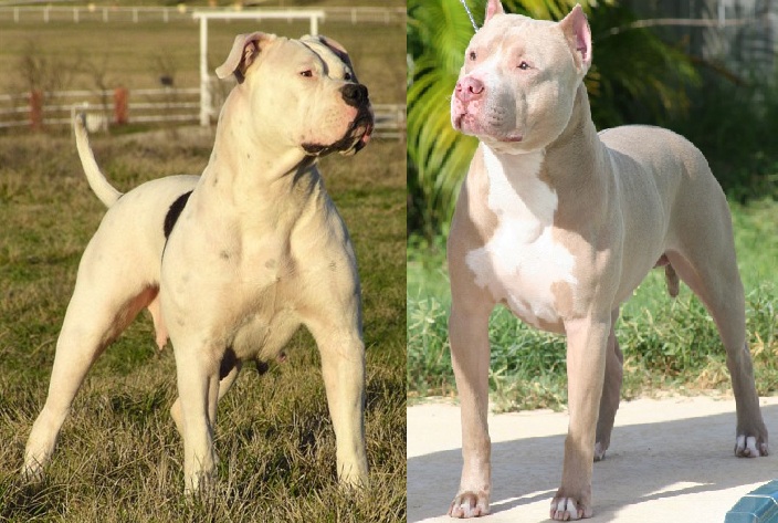 
Chó pitbull nổi tiếng hung dữ
