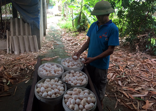 
Dân trong nghề đặt nghi vấn trứng gà ta giá rẻ bán ở chợ chính là trứng gà Ai Cập nuôi công nghiệp
