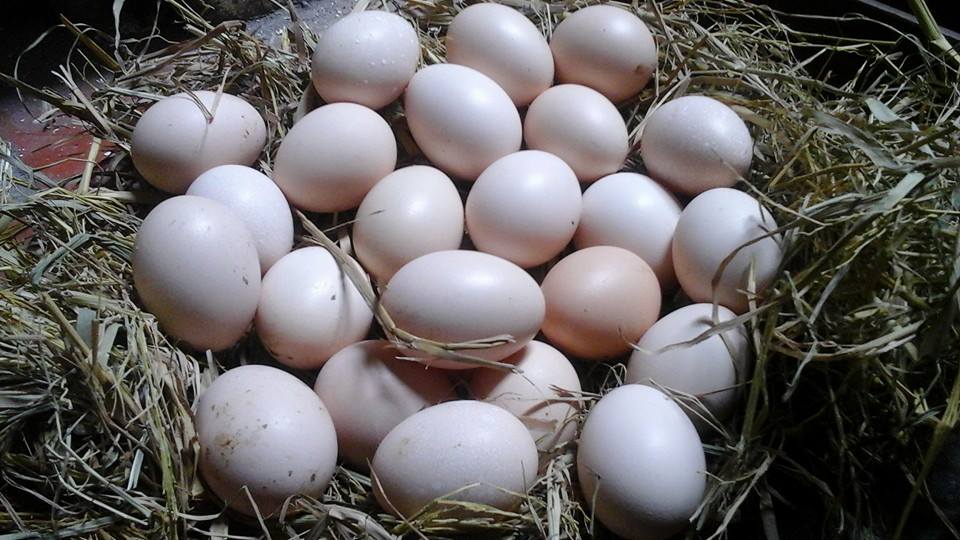 
 Trứng gà ta xịn thường có màu trắng hồng, giá bán tại chợ 5.000-6.000 đồng/quả.
