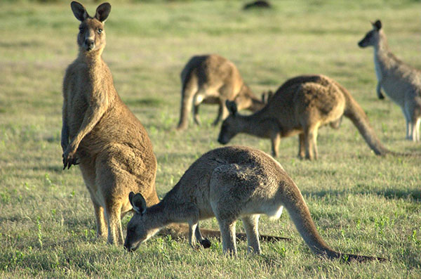 
Xung quanh nhà cô có rất nhiều kangaroo.
