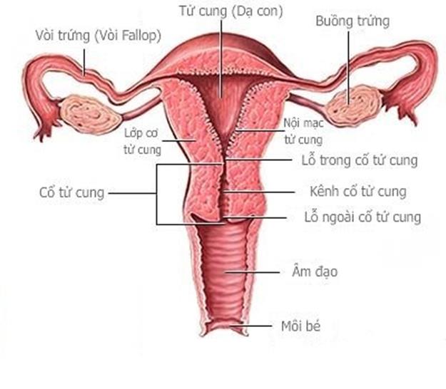 
Vùng kín bị khô hay ẩm ướt quá đều không tốt
