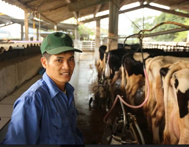 Nhờ bò sữa mà các hộ dân nơi đây đổi đời, trở thành tỷ phú với thu nhập trung bình mỗi hộ 35-40 triệu đồng/tháng.