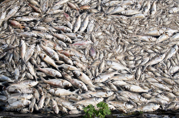 Hình ảnh cá chết hàng loạt, trắng xóa mặt nước Hồ Tây trong nhiều ngày liên tiếp. Hiện đã vớt được 76 tấn cá chết.