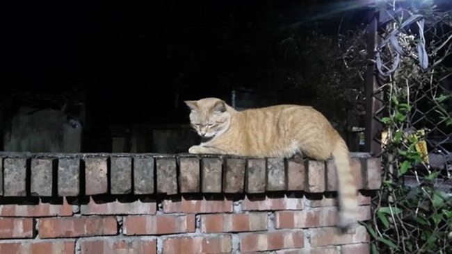 
Chú mèo Đại Quất Tử đã bị hành hạ đến chết vào hồi cuối năm ngoái.
