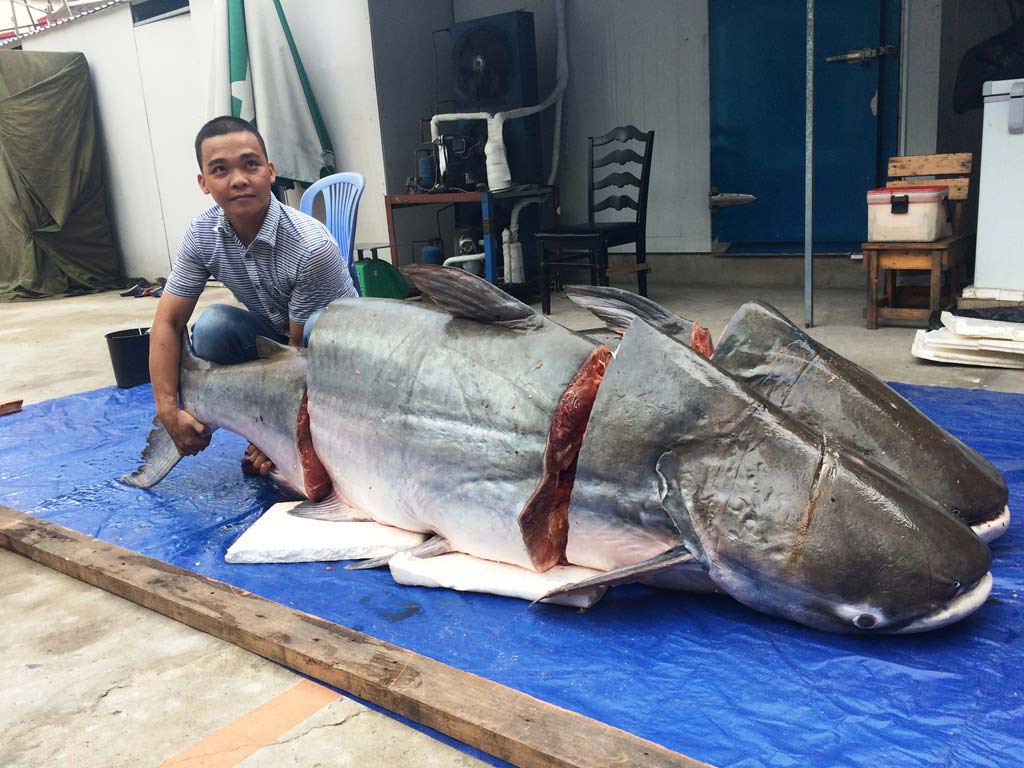 
Hai con cá khủng có tổng trọng lượng đến 360kg.
