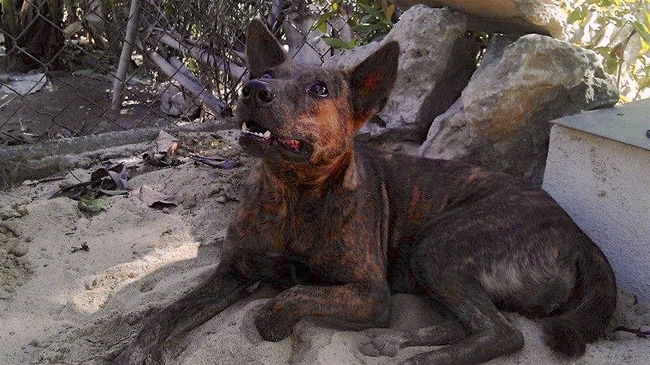 Đến hiện tại, thầy B&igrave;nh vẫn chưa t&igrave;m lại được Rex. Ảnh: Fightdogmeat