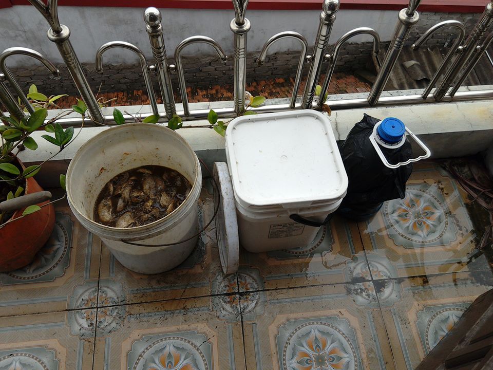 Phân cá được ủ và tích đầy trong nhà để dùng tưới rau sạch trên sân thượng