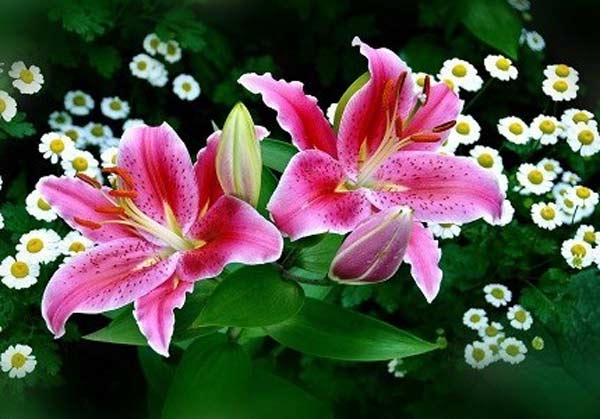 Cây hoa ly là loài cây rất đẹp thường được trồng trong nhà làm cảnh nhưng phấn hoa của nó lại khiến trẻ em bị dị ứng, viêm mũi, chảy nước mũi hoặc thậm chí là ngạt thở dẫn đến tử vong.