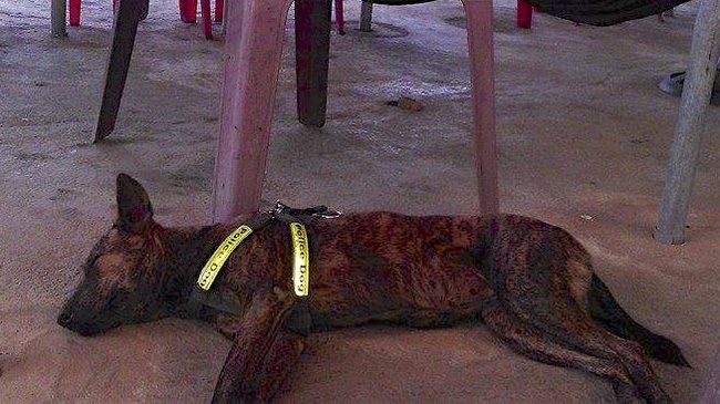 Rex được coi l&agrave; t&agrave;i sản v&ocirc; gi&aacute; của người thầy gi&aacute;o n&agrave;y. Ảnh: Fightdogmeat