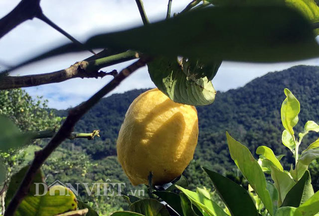 


Kích cỡ trái chanh to ngang trái đu đủ.
