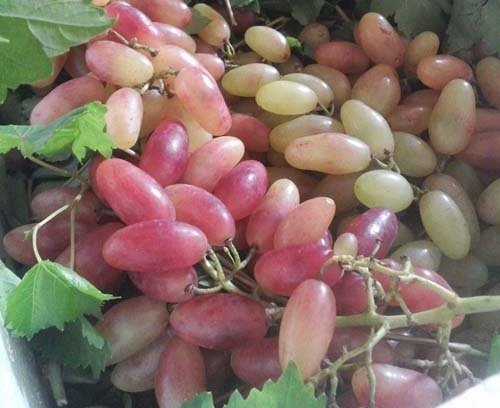 Nho Mỹ nhân chỉ dài, vị chua ngọt luôn trong tình trạng cháy hàng