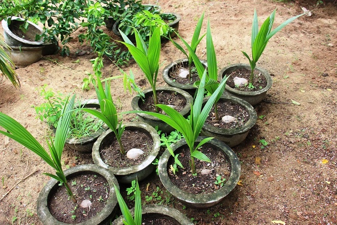 Khi trồng dừa xong, ông dùng phân kích thích trên lá (phun trực tiếp trên lá), khoảng 3 tháng, cây dừa ra rễ thì bắt đầu bỏ phân bón rễ.
Trong năm trồng đầu tiên, gió biển thổi mạnh vào, nồng độ muối lớn nên lá dừa bị cháy, héo. Vì vậy, ông Dậu phải dùng nước ngọt để rửa cho cây phát triển.
Ông cho biết: “Lúc mới trồng ai cũng bảo tôi bị khùng khi đổ hơn 100 triệu đồng trồng dừa ven biển, nhưng giờ tôi đã thành công. Một đến hai năm tới, việc cho trái mới thật sự ổn định với dự kiến từ 150 đến 200 quả một cây mỗi năm”.
Thay vì chọn nước giải khát có ga để uống khi đánh bắt trên biển, hiện nay ngư dân chọn dừa xiêm lùn. Vì vậy, thương lái tìm khắp nơi nhưng vẫn hiếm hàng.
Thu mua tại vườn giá 8.000 đồng một quả nhưng ông Dậu chỉ mới có khoảng 200 quả để bán, vẫn còn gần 200 trái đang chờ thu hoạch.