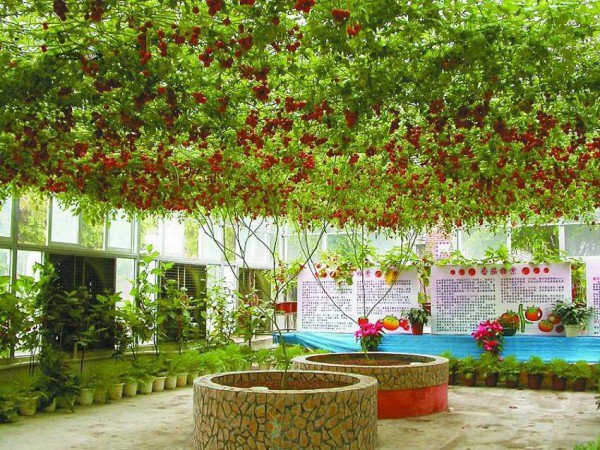 Ông Yong Huang – một chuyên gia nông nghiệp tại khu triển lãm của Khu nghỉ dưỡng Thế giới Walt Disney là người phát hiện giống cà chua quý này ở Bắc Kinh, Trung Quốc.