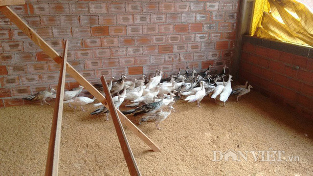 
Trang trại chim công của anh Quỳnh là một trong những trang trại chim công lớn nhất, nhì miền Bắc, hiện đang nuôi nhiều loại chim công quý hiếm.
