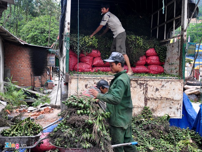 Xe tải thu gom cau buồng từ các bản làng huyện vùng cao Sơn Tây đưa về lò hấp sơ chế để đưa đi xuất khẩu.
