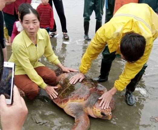 Con rùa nặng hơn 70 kg được trả giá 300 triệu đồng