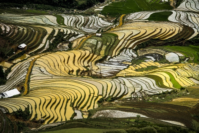 
Ruộng bậc thang Y Tý Lào Cai- Ảnh Bùi Quốc Đại
