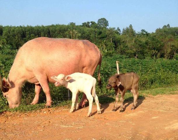 Cặp nghé sinh đôi có màu lông khác nhau và khỏe mạnh bình thường