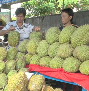 Mặc dù được xem là có lợi cho sức khỏe, nhưng những người bị sốt, cao huyết áp, mang thai thì nên hạn chế ăn sầu riêng. Ảnh: PV